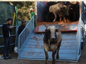 المغرب يؤجل استئناف استيراد الأبقار من أوروبا وسط استمرار الغموض في السوق المغرب يؤجل استئناف استيراد الأبقار من أوروبا وسط استمرار الغموض في السوق