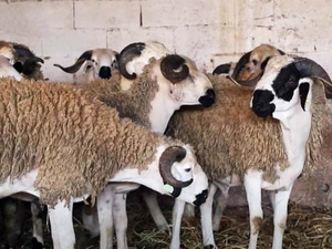 3000 درهم عند المربي و5000 عند المستهلك… الوسطاء في قلب أزمة الأسعار