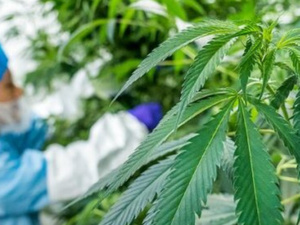 الحسيمة تسجل قفزة في إنتاج القنب الهندي القانوني وتوسّع في الانخراط الفلاحي