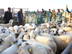 مع اقتراب عيد الأضحى : جمعية حماية المستهلك تحذر من المضاربين جراء ارتفاع الأسعار