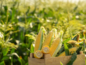 المغرب يتصدر مستوردي الذرة الأمريكية ويعزز موقعه في السوق الدولية للحبوب