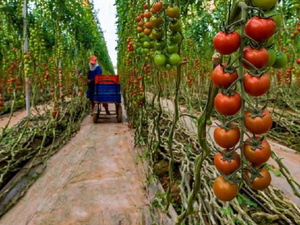 قطاع الطماطم بالمغرب تحت الضغط: أزمة إنتاج تدفع نحو إعادة توجيه السوق نحو الداخل