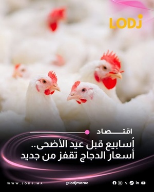 تذبذب أسعار الدواجن يثير استياء المواطنين قبل العيد