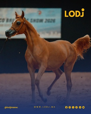 الرباط تحتفي بجمال الخيل العربية في كأس الإمارات العالمي