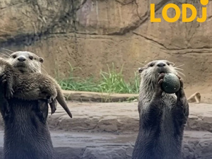 لحظات عائلية ساحرة مع ثعالب الماء في “San Diego Zoo”.. عالم من البساطة المدهشة