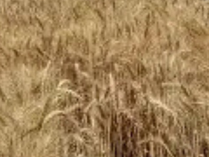 سنابل الخير تعيد الأمل.. موسم الحصاد ينطلق بدكالة وسط تفاؤل بمحصول واعد سنابل الخير تعيد الأمل.. موسم الحصاد ينطلق بدكالة وسط تفاؤل بمحصول واعد