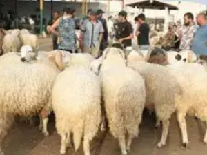 مغاربة يختارون الضيعات الفلاحية لاقتناء أضاحي العيد هرباً من فوضى الأسواق