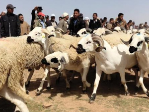 الحكومة تشدد الرقابة على أسواق الأضاحي وتمنع المضاربة والتخزين غير المشروع