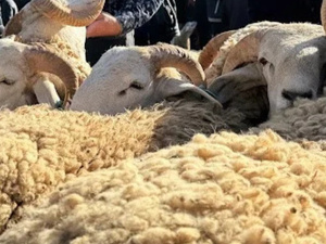 تقديم صرف أجور الموظفين قبل عيد الأضحى.. بين الدعم الاجتماعي وتحديات التوازن الاقتصادي