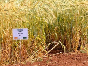 انطلاقة واعدة لموسم حصاد الحبوب بالمغرب وتوقعات بإنتاج قياسي يقترب من 90 مليون قنطار انطلاقة واعدة لموسم حصاد الحبوب بالمغرب وتوقعات بإنتاج قياسي يقترب من 90 مليون قنطار