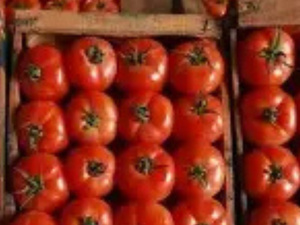 رغم تراجع الصادرات.. المغرب يحافظ على مكانته كثالث أكبر مصدر للطماطم في العالم