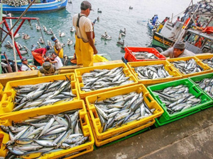 ميناء طرفاية يسجل قفزة بـ49% في الكميات المفرغة من منتجات الصيد خلال 2026 ميناء طرفاية يسجل قفزة بـ49% في الكميات المفرغة من منتجات الصيد خلال 2026