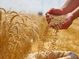 الفاو ترصد توازناً دقيقاً في وضعية الأمن الغذائي بالمغرب بين التعافي الزراعي والاعتماد على الاستيراد