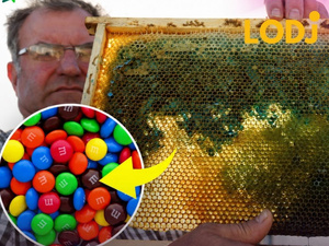 العسل الأزرق والأخضر.. عندما غيّرت حلوى M&M's لون إنتاج النحل