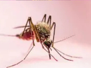 لماذا يقل ظهور البعوض خلال موجات الحر؟.. تفسير علمي لظاهرة يلاحظها كثيرون