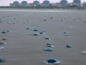 قناديل البحر تجبر محطة نووية فرنسية على إغلاق ثلاثة مفاعلات
