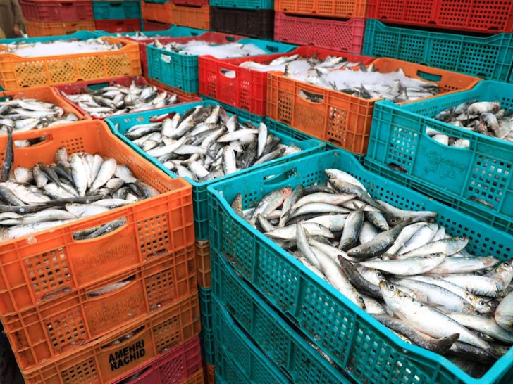 ميناء العيون يسجل قفزة في مفرغات الصيد بـ36% خلال ثمانية أشهر