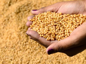 واردات المغرب من الحبوب الروسية ترتفع رغم تراجع صادرات موسكو عالمياً