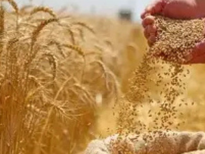 تحسن المحصول الوطني يخفض حاجة المغرب إلى واردات القمح اللين من فرنسا تحسن المحصول الوطني يخفض حاجة المغرب إلى واردات القمح اللين من فرنسا