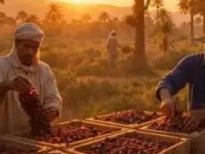 إنتاج التمور بالمغرب يلامس 180 ألف طن خلال موسم 2026-2027 إنتاج التمور بالمغرب يلامس 180 ألف طن خلال موسم 2026-2027