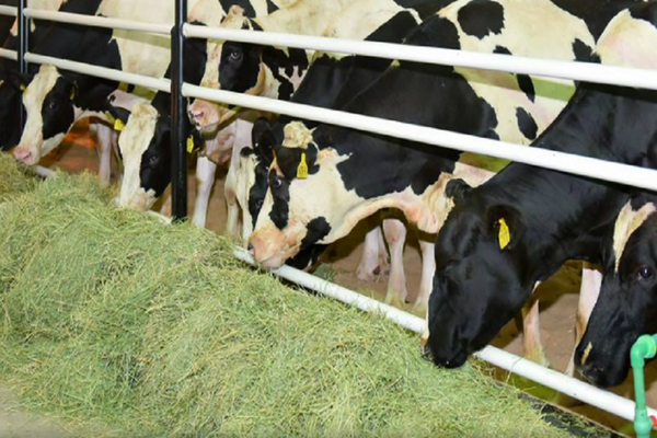 الحكومة تخصص دعما ماليا بقيمة 4000 درهم لمربي الماشية
