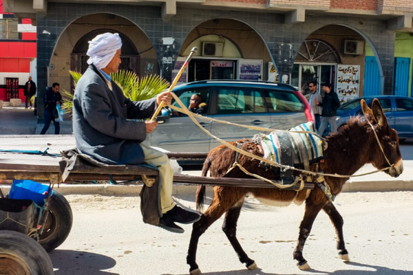 العربات المجرورة بالدواب تشوه جمالية المدن