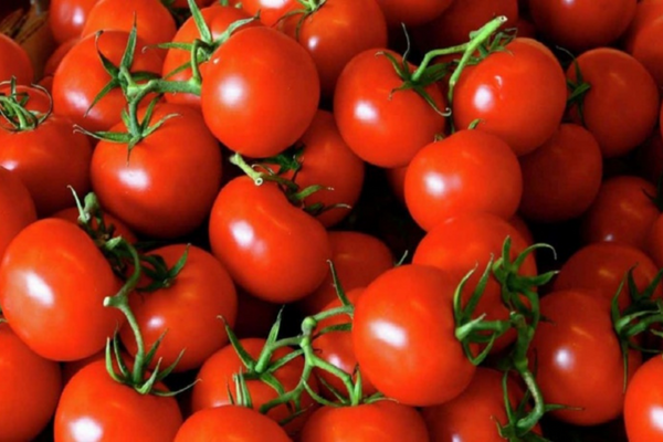 سكان المملكة المتحدة يواجهون نقصا في الطماطم وسط قلة المحاصيل في البلدان المصدرة.