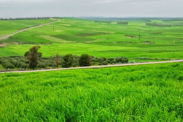 التساقطات المطرية الأخيرة تنعش المحاصيل بجهة بني ملال