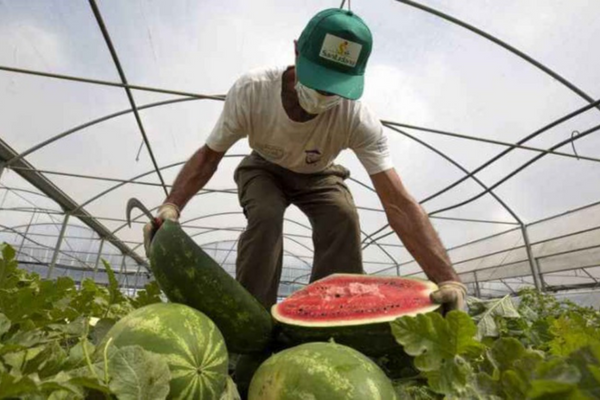 المغرب يصبح ثاني أكبر مورد للبطيخ في السوق الأوروبية المغرب يصبح ثاني أكبر مورد للبطيخ في السوق الأوروبية
