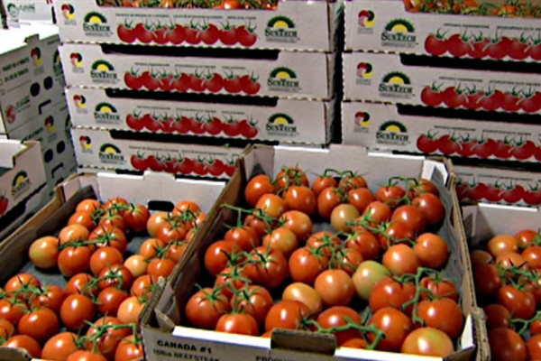 الخضار : الحكومة تحذر من تصدير الطماطم