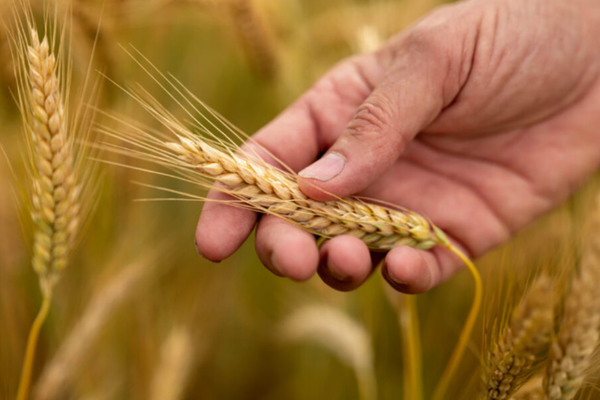 أصناف جديدة من الحبوب تسير بالمغرب نحو تحقيق السيادة الغذائية أصناف جديدة من الحبوب تسير بالمغرب نحو تحقيق السيادة الغذائية