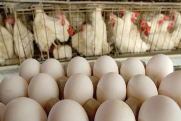 أسعار الدواجن تواصل الارتفاع بالمغرب أسعار الدواجن تواصل الارتفاع بالمغرب