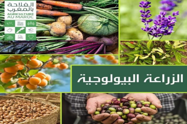 المغرب يعتزم تطوير الزراعة البيولوجية