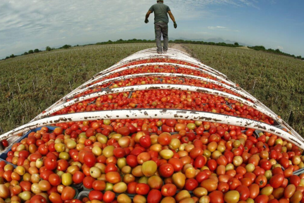 المغرب يحتل المرتبة 1 في تصدير الطماطم إلى إسبانيا