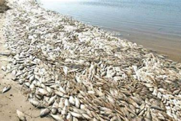 خبير يكشف سبب نفوق الأسماك في خليج الداخلة خبير يكشف سبب نفوق الأسماك في خليج الداخلة