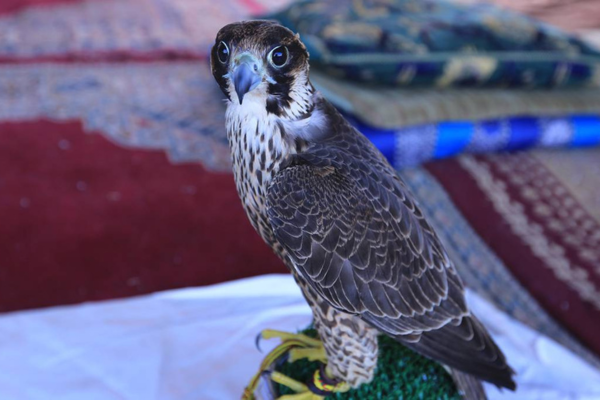 الصيد بالطير الحر تراث متوارث لدى قبائل القواسم