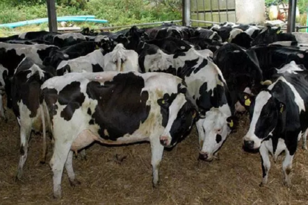 الحكومة ترفع إعانات دعم البقرات الحلوب إلى 6 آلاف درهم