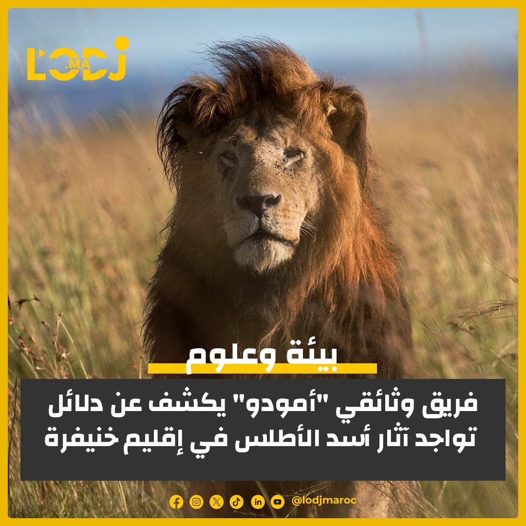 البحث عن أسد الأطلس الأسطوري في المغرب يكتسب زخماً