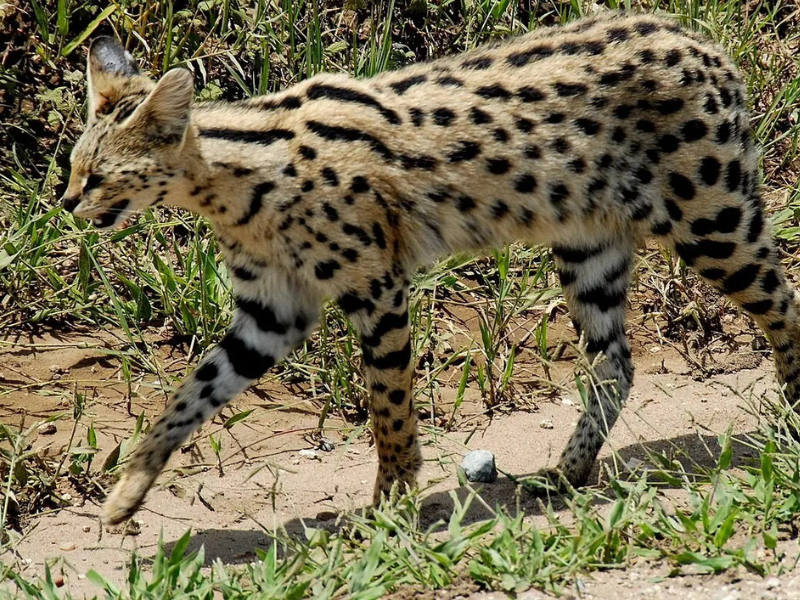 ظهور حيوان القط الأنمر في طنجة: الوكالة الوطنية للمياه والغابات تقدم تحديثات جديدة