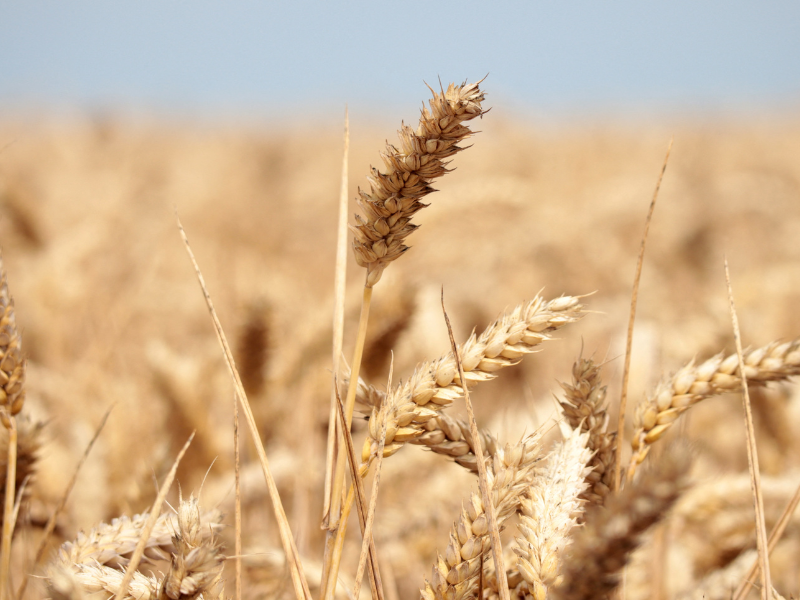 توقعات بارتفاع واردات القمح لثلاث دول أفريقية توقعات بارتفاع واردات القمح لثلاث دول أفريقية