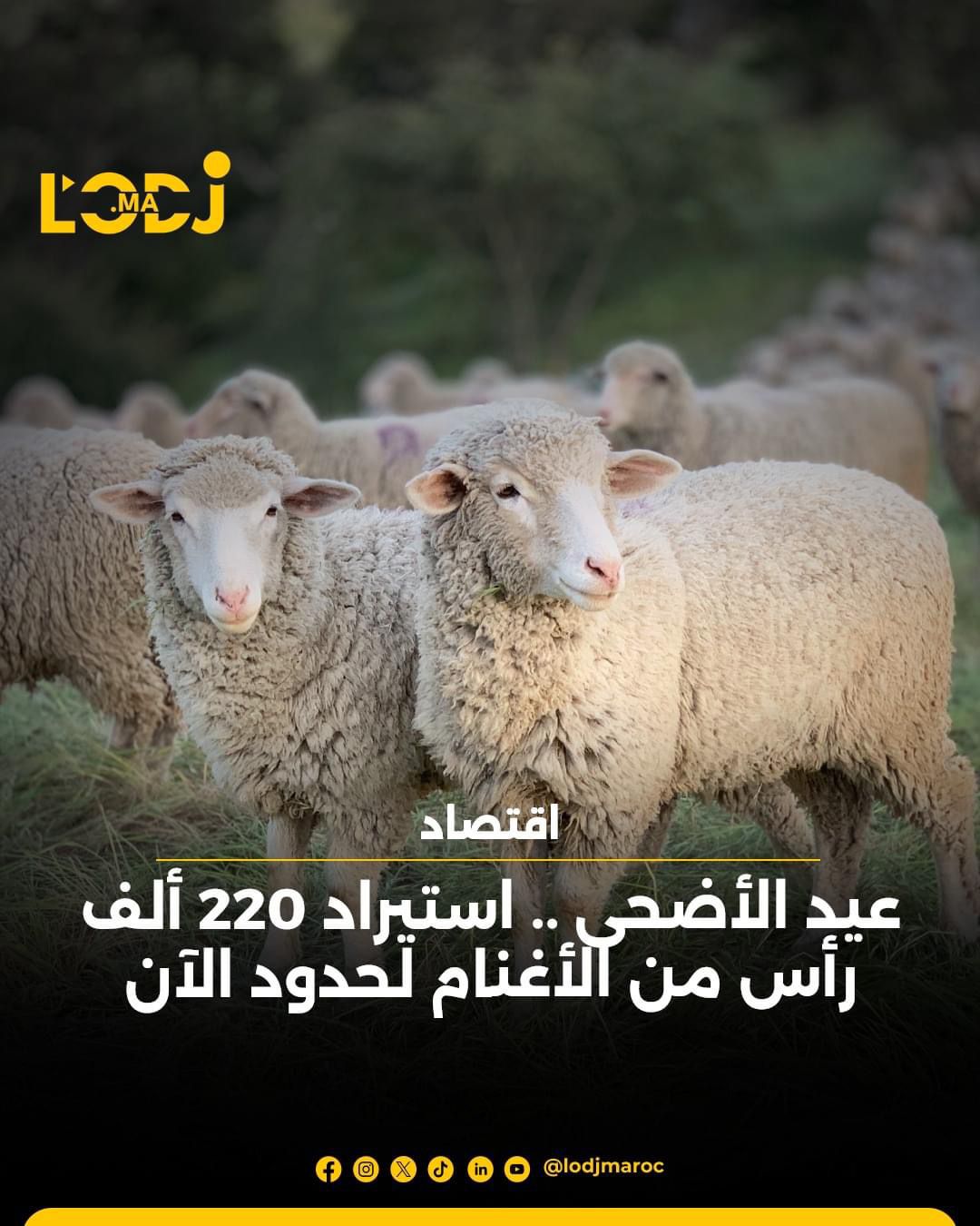 عيد الأضحى: استيراد 220 ألف رأس من الأغنام لحدود الآن 