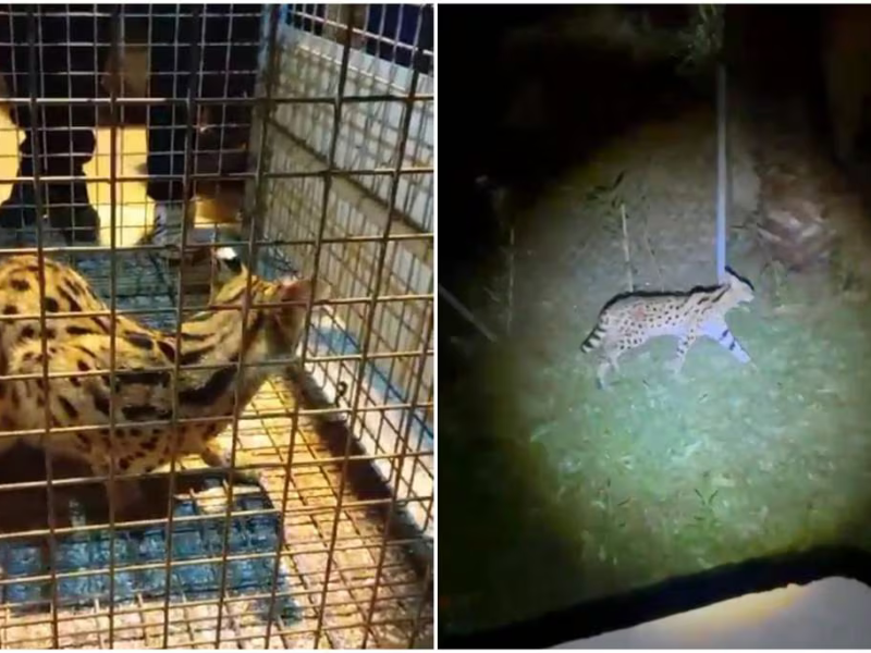 ظهور مفاجئ لمخلوقات غريبة في أصيلة: هل هي نمور صغيرة أم شيء آخر؟ ظهور مفاجئ لمخلوقات غريبة في أصيلة: هل هي نمور صغيرة أم شيء آخر؟