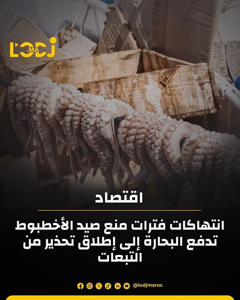 انتهاكات فترات منع صيد الأخطبوط تدفع البحارة إلى إطلاق تحذير من التبعات انتهاكات فترات منع صيد الأخطبوط تدفع البحارة إلى إطلاق تحذير من التبعات