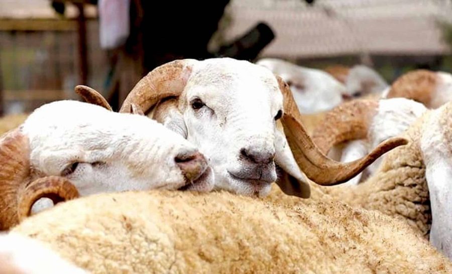 ​ممارسات ونفقات عيد الأضحى في المغرب: تحليل بالأرقام