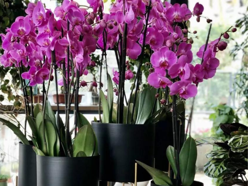 عشرة نباتات ذات روائح مميزة يمكن زراعتها في المنزل عشرة نباتات ذات روائح مميزة يمكن زراعتها في المنزل