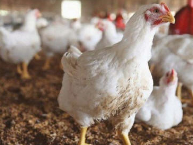 أسعار الدواجن : أسرار التقلبات المفاجئة في الأسواق المغربية أسعار الدواجن : أسرار التقلبات المفاجئة في الأسواق المغربية