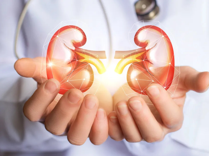 4 نصائح للحفاظ على صحة الكلى وحمايتها من الأمراض 4 نصائح للحفاظ على صحة الكلى وحمايتها من الأمراض