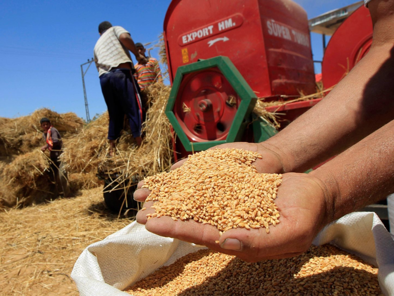 المغرب يخطط لاستيراد مليون ونصف طن من القمح الروسي