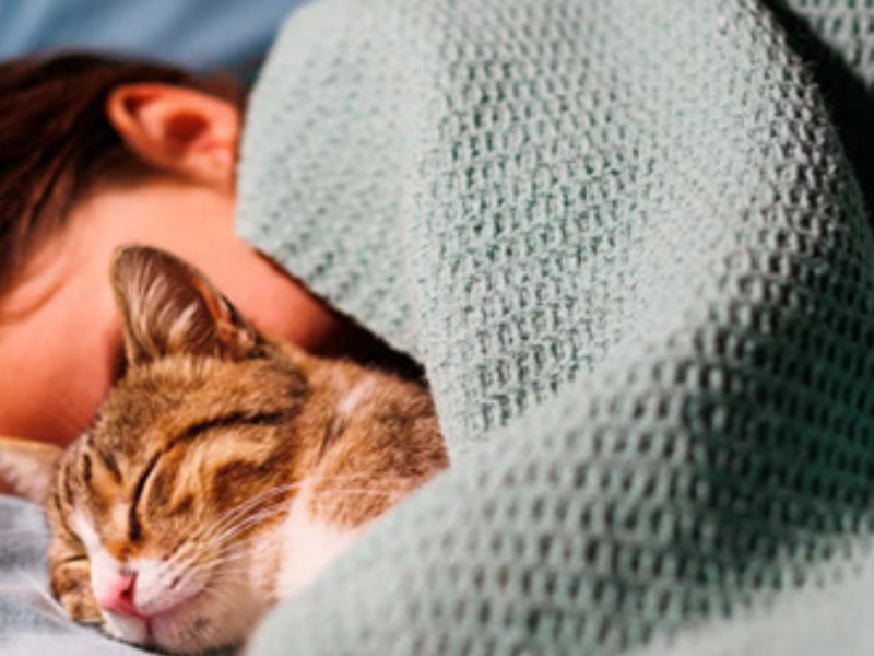 المخاطر الصحية لمشاركة السرير مع القطط الأليفة المخاطر الصحية لمشاركة السرير مع القطط الأليفة