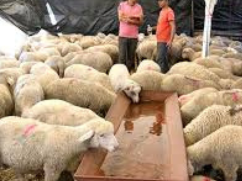 دوارة العيد.. من بقايا الذبيحة إلى سلعة فاخرة تُرهق جيوب المغاربة